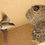 コシアカツバメ飛来観察 名張の丹羽さん