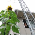 私設鉄塔と背比べ!?ヒマワリ3メートル超に 名張の福山さん方