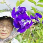 見て味わう青の世界 バタフライピー栽培楽しむ 伊賀市の中原さん