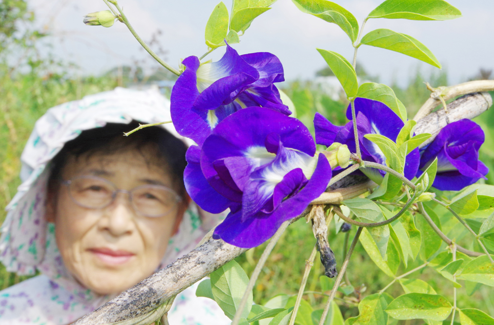 見て味わう青の世界 バタフライピー栽培楽しむ 伊賀市の中原さん 伊賀タウン情報 You