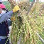 「食べるの楽しみ」5年生が稲刈り体験 名張・薦原小