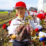 サツマイモごっそり取れた! 美旗小児童が収穫体験