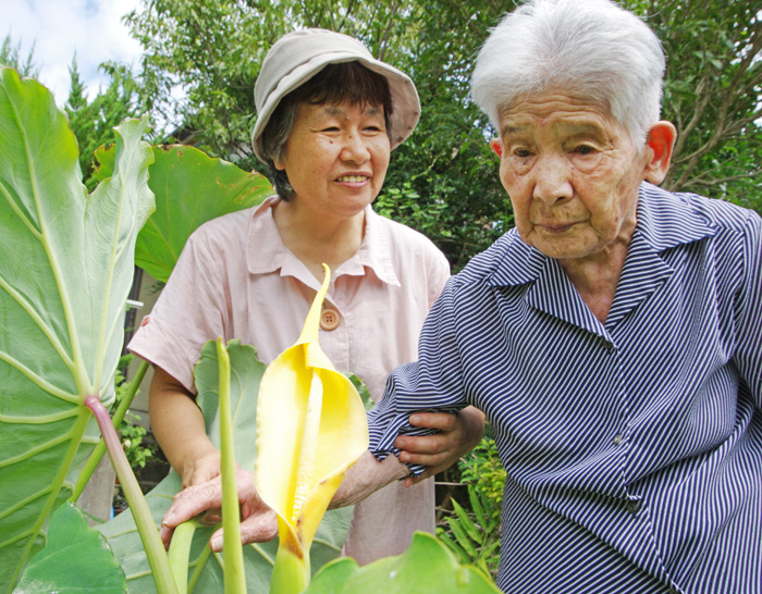 珍しい サトイモ開花 98歳驚き もう一度拝めるとは 伊賀タウン情報 You