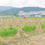 まるで小僧さん?収穫後の稲わら 名張市蔵持町里