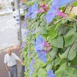 窓覆う房咲きアサガオ 「今年もええの咲いたかな」