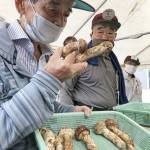 「赤目松茸」初市 1キロ最高7・2万円 入荷量前年の10倍