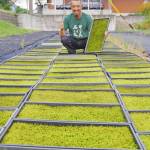 「苔シート」伊賀から全国へ 八木萬・伊賀支店