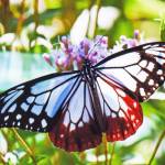 念願のアサギマダラ うちにもやってきた 名張