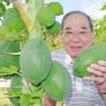 パパイア栽培 初めての収穫 名張の福井さん