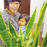 甘い香り 観葉植物が開花「まさか咲くなんて」