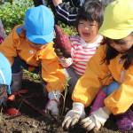 サツマイモ収穫を体験 伊賀・依那古保育所