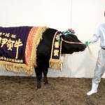 伊賀牛共進会 チャンピオンは藤岡さんの「みふくの7」号