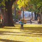 黄金色 イチョウのじゅうたん 名張・積田神社の参道