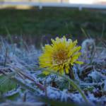 伊賀市で氷点下0・3度 今季初の冬日観測