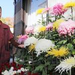 今年も大輪の菊 自分流で世話 名張の中森さん