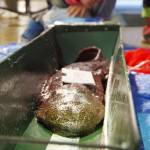 飼育オオサンショウウオ公開測定 名張・赤目渓谷のセンターで