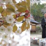 「不動寺のヤマザクラ」クローン苗木が帰郷 成長願い植樹 名張市長瀬