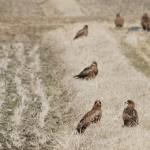 「ピーヒョロロン」ぽかぽか陽気でトビの群れ休息 名張