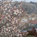 奈良・月ヶ瀬梅まつり 14日から