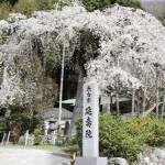 後継樹が初開花 シダレザクラ満開 名張市の延寿院で