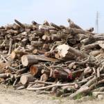 伐採木を無償配布 伊賀市印代で 木津川上流河川事務所