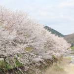身近な桜楽しもう 平年より早め 伊賀・名張