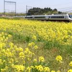 菜の花一面に 三重県名張市新田で