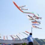 こいのぼり悠々と 住民提供40匹 名張市の百合が丘市民センター