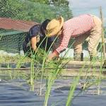 美しい里山を一緒に 古代米や野菜作りも 名張の農業サークル
