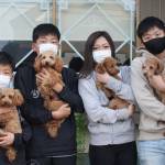 愛犬トイプードル6匹 家族も6人 名張市の佐藤さん