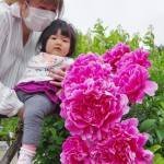 シャクヤク大輪あでやか 境内彩る 名張の地蔵院青蓮寺