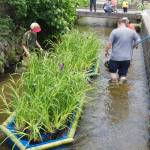 ハナショウブの「花筏」設置 ゆらり涼しげ 名張・簗瀬水路