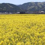 【てくてく歩記】宿場町と農村の風景 伊賀・大山田西部