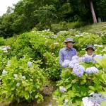1200株のアジサイ 色づき咲き誇る 名張の弥勒寺