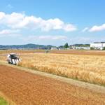 麦畑一面に 伊賀市川合で収穫始まる