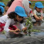 園児がサツマイモの苗植え 伊賀市田中で