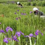 ノハナショウブ開花 地元企業も保全活動に協力 伊賀市で