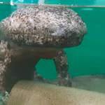 オオサンショウウオ“引っ越し” 志摩の水族館から赤目渓谷に