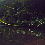 ホタル乱舞 幻想的な光跡無数に 奈良県宇陀市の阿清水川