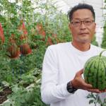 「空中栽培」小玉スイカ今年も 7月10日出荷目指す 名張の風農園