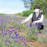 ラベンダー花盛り 伊賀市のメナード青山リゾート