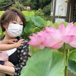 ハス見頃に 名張の青蓮寺で