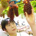 甘くたわわに実ったよ ブドウ狩り始まる 名張・青蓮寺湖観光村