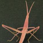 「珍しい」ピンクのショウリョウバッタ発見 上野森林公園で展示