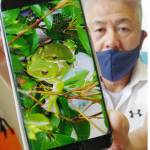 モリアオガエル今年も生まれたよ 住人見守る鉢植えで 伊賀市霧生