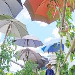 傘で守る愛情トマト 雨除けに再利用 名張の寺岡さん