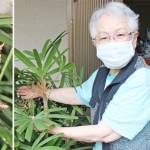カンノンチク 36年目で初開花 名張の上田さん