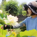 長男の月命日に咲く ハスの花に癒やされて 伊賀市の森川さん