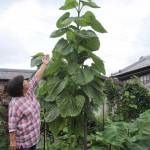 ヒマワリ3メートル超え 伊賀市の北出さん方