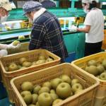 白鳳梨の本格出荷 幸水や豊水300トン見込む 伊賀市羽根で